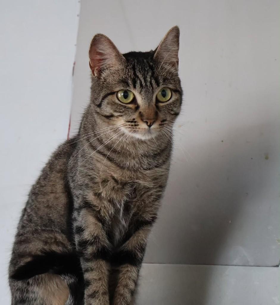 Fátima, gata de porte pequeno para adoção em São Paulo - SP — foto 5 de 6