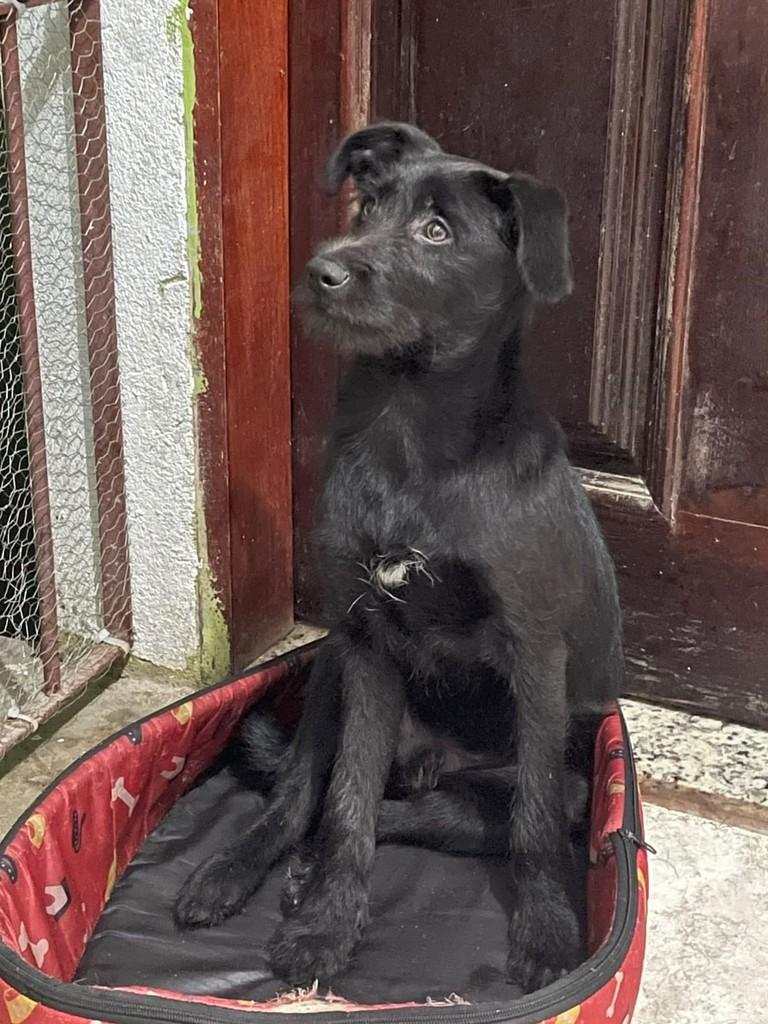 Jorge, cachorro de porte médio para adoção em São Paulo - SP — foto 2 de 4
