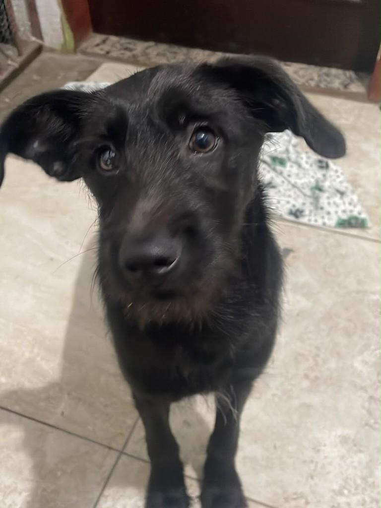 Jorge, cachorro de porte médio para adoção em São Paulo - SP — foto 3 de 4