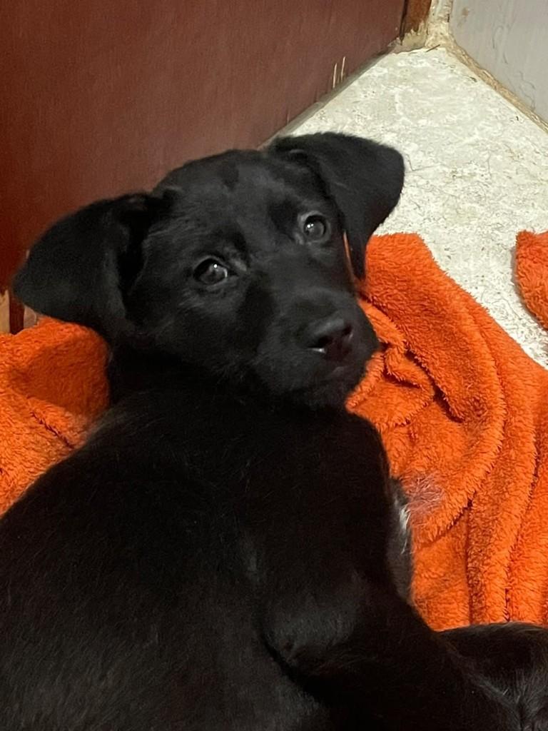 Jorge, cachorro de porte médio para adoção em São Paulo - SP — foto 4 de 4