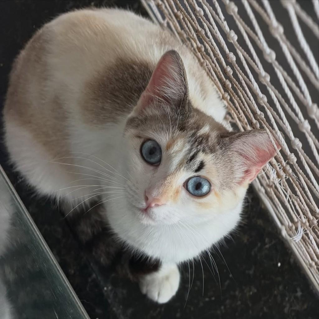 Pérola, gata de porte pequeno para adoção em São Paulo - SP