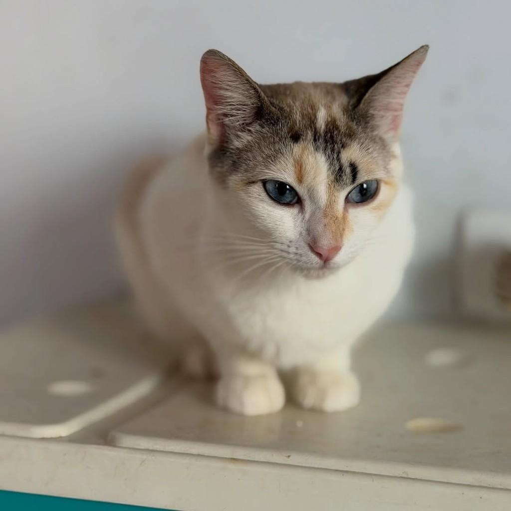 Pérola, gata de porte pequeno para adoção em São Paulo - SP — foto 2 de 5