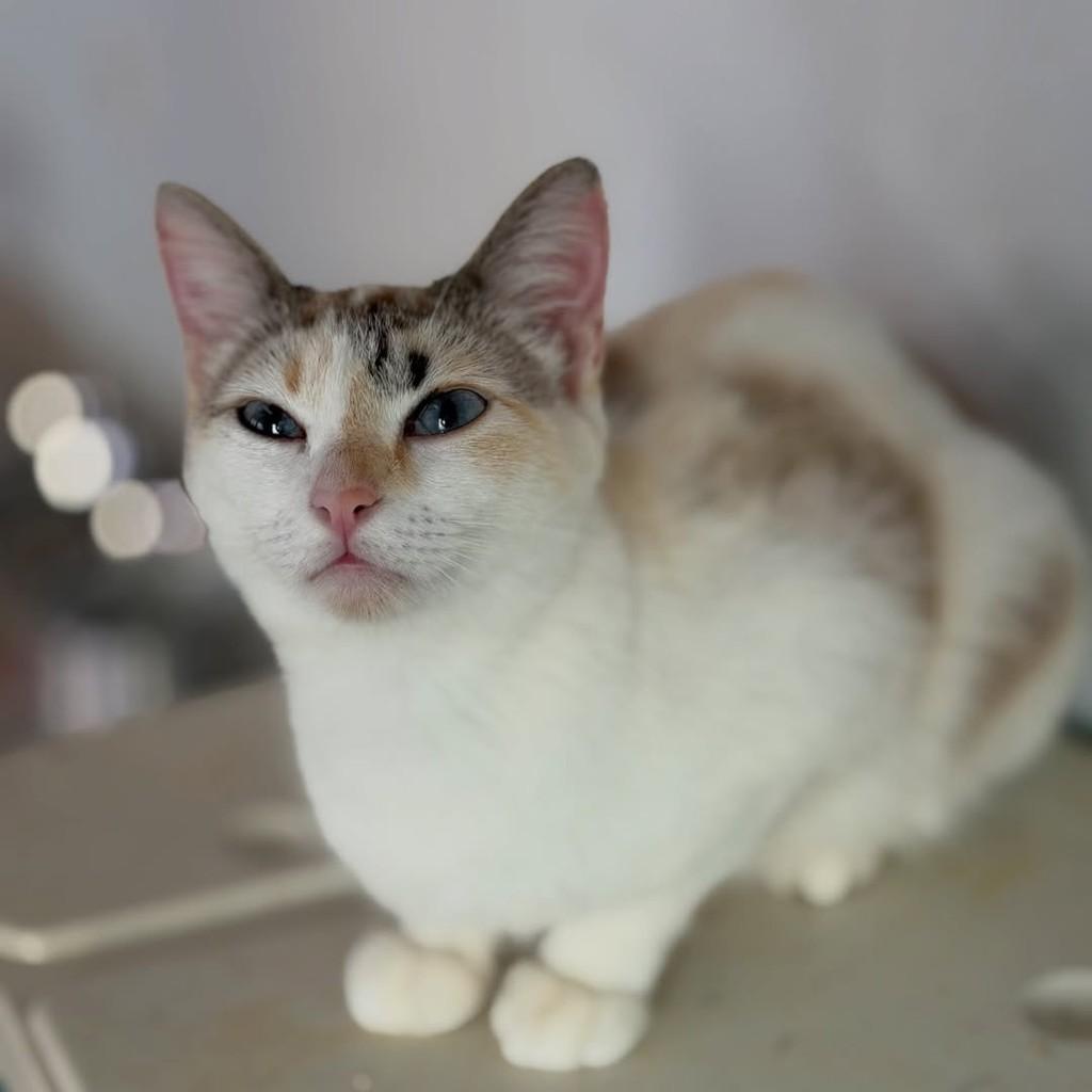 Pérola, gata de porte pequeno para adoção em São Paulo - SP — foto 3 de 5
