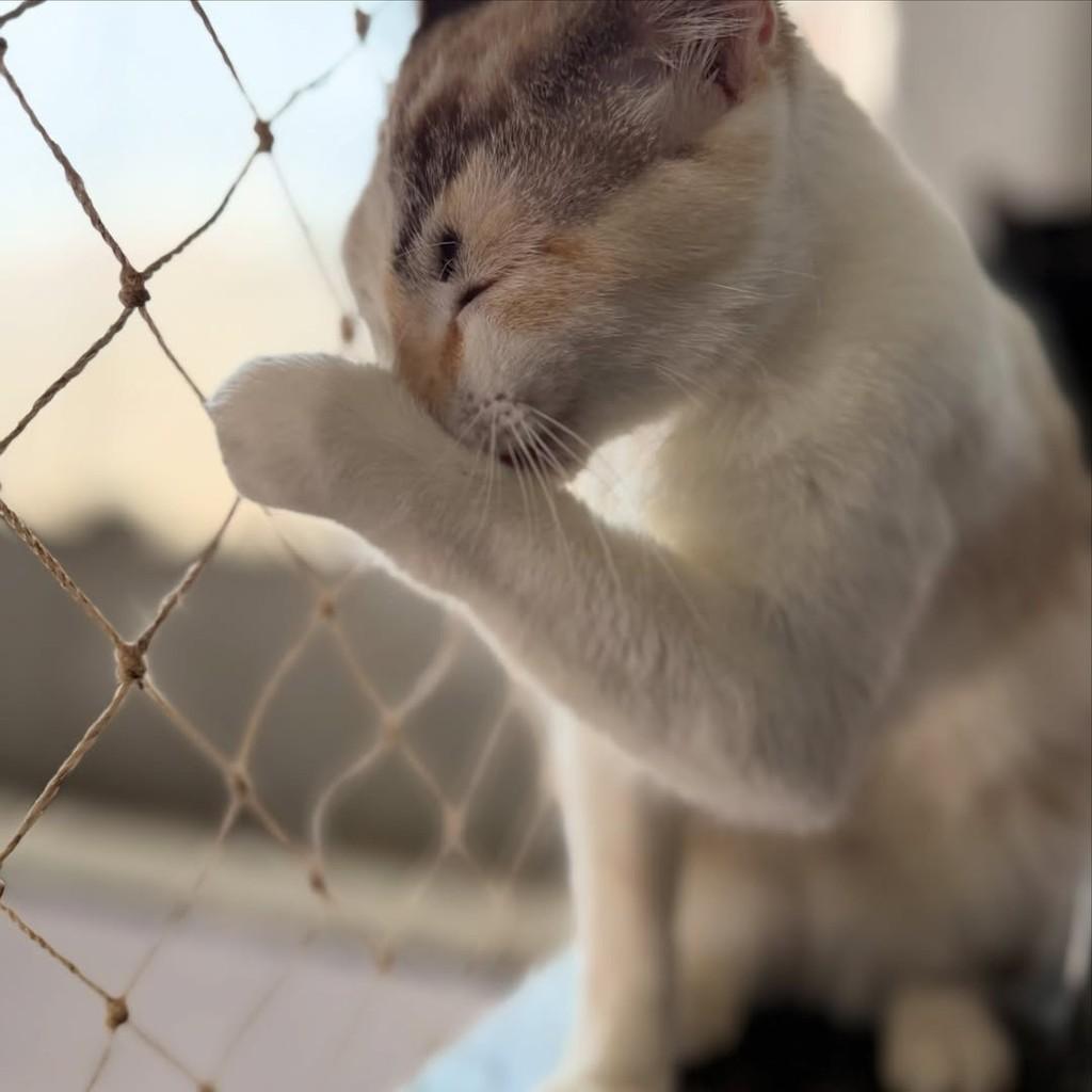Pérola, gata de porte pequeno para adoção em São Paulo - SP — foto 4 de 5