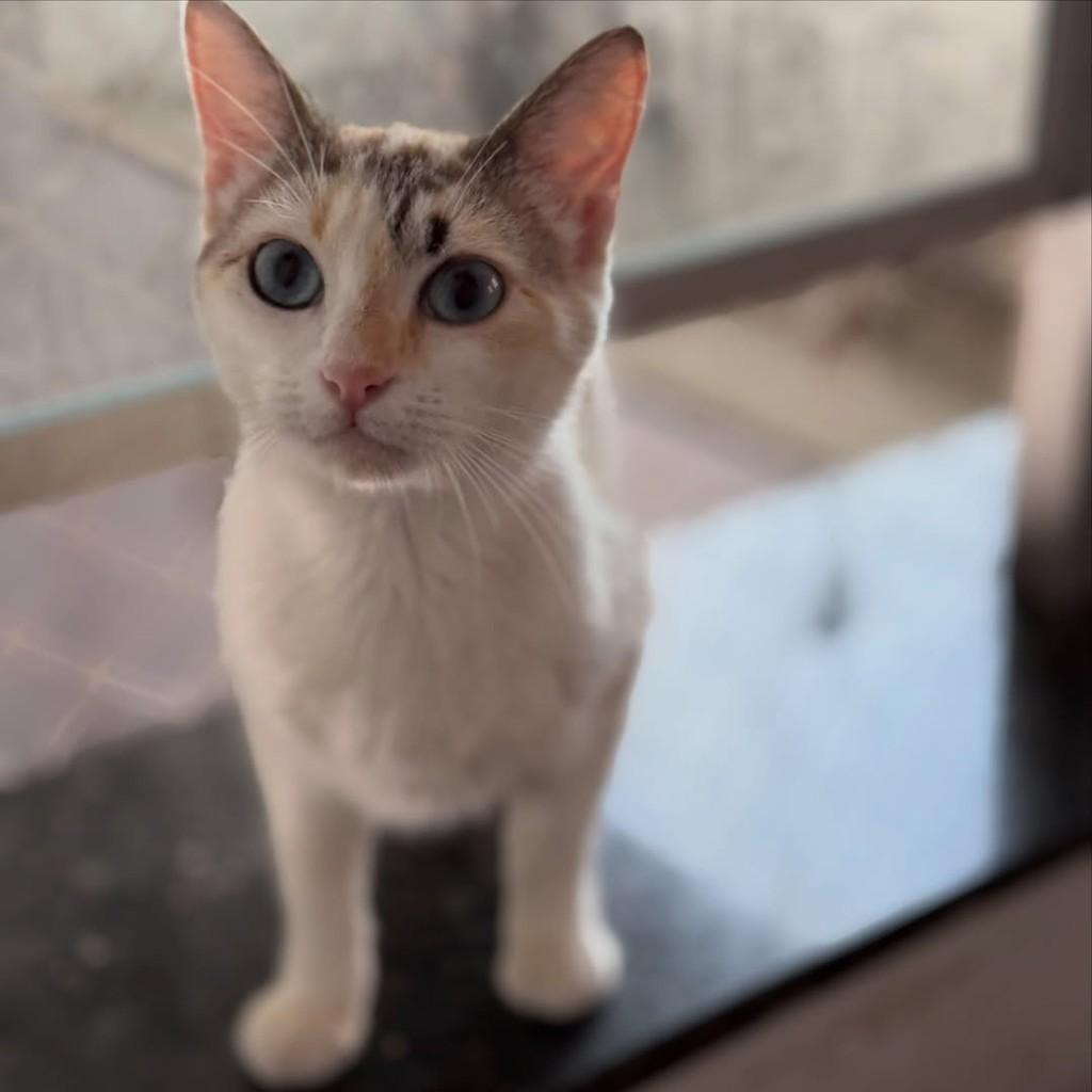 Pérola, gata de porte pequeno para adoção em São Paulo - SP — foto 5 de 5