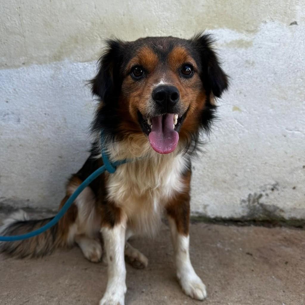 Guri, cachorro de porte médio para adoção em São Paulo - SP