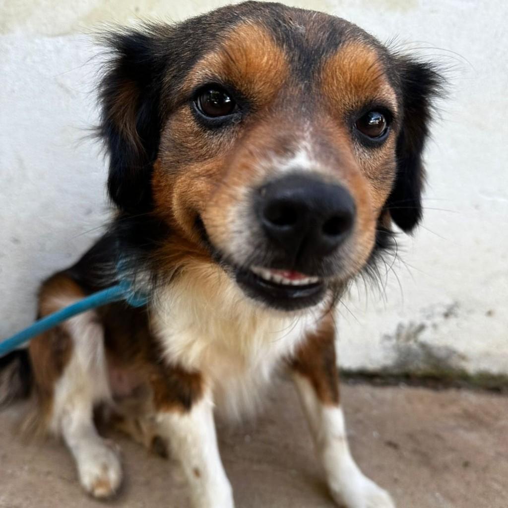 Guri, cachorro de porte médio para adoção em São Paulo - SP — foto 2 de 4