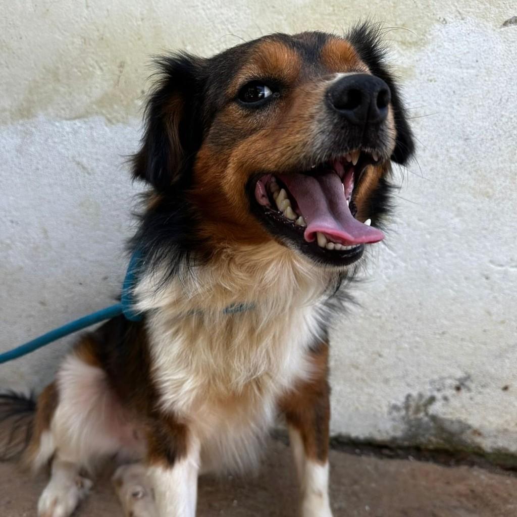 Guri, cachorro de porte médio para adoção em São Paulo - SP — foto 3 de 4