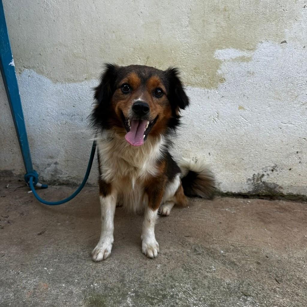 Guri, cachorro de porte médio para adoção em São Paulo - SP — foto 4 de 4