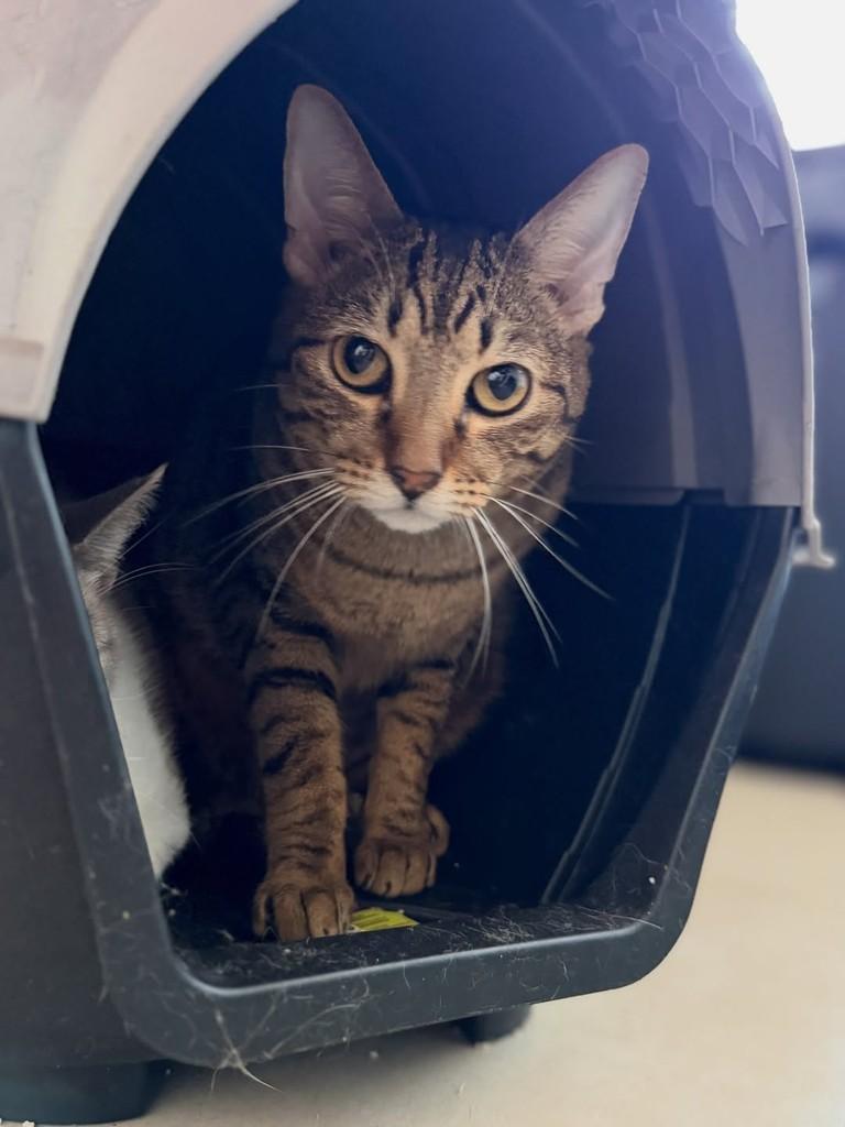 Tigrão, gato de porte pequeno para adoção em São Paulo - SP