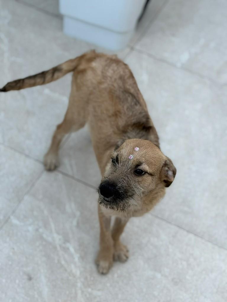 Amstel, cadela de porte médio para adoção em São Paulo - SP — foto 3 de 7