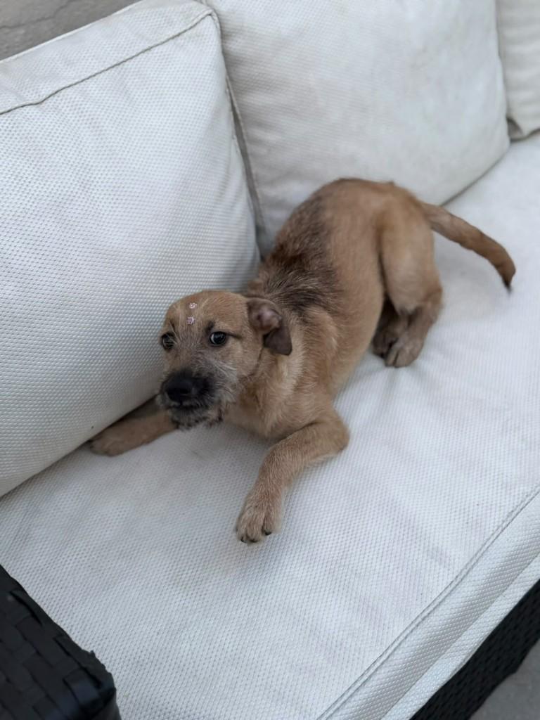 Amstel, cadela de porte médio para adoção em São Paulo - SP — foto 4 de 7