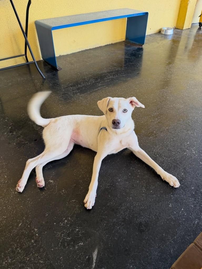Cindy, cadela de porte médio para adoção em São Paulo - SP