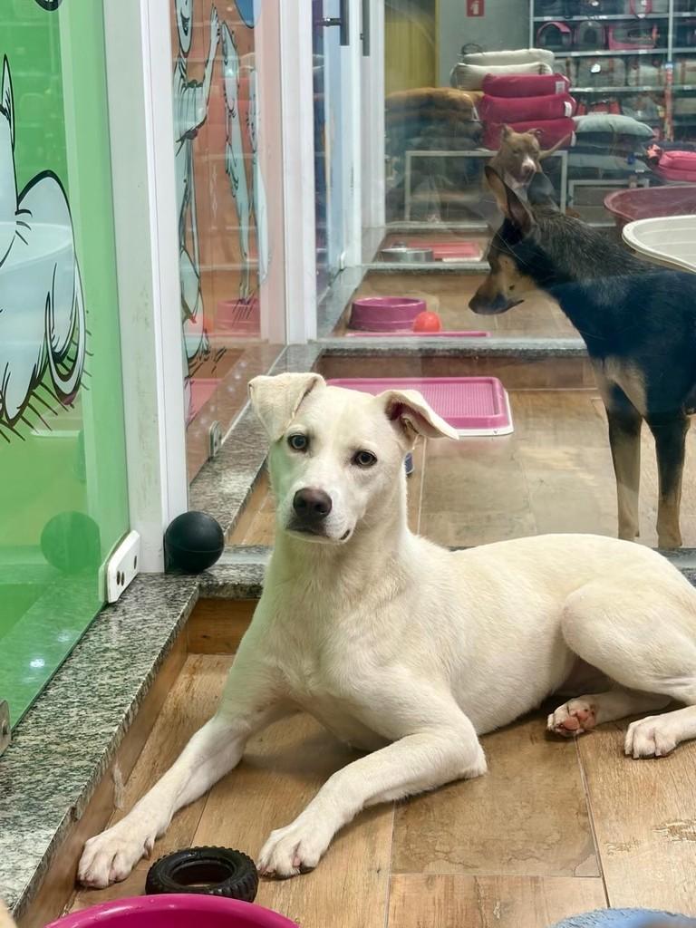 Cindy, cadela de porte médio para adoção em São Paulo - SP — foto 2 de 2