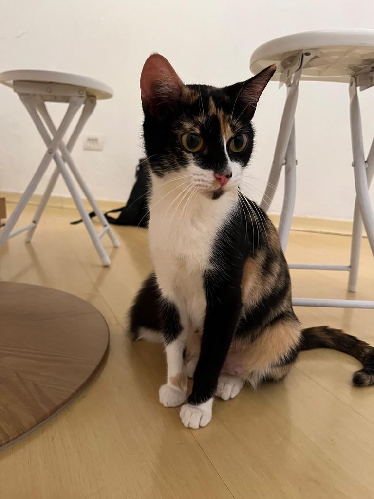 Amy, gata de porte pequeno para adoção em São Paulo - SP