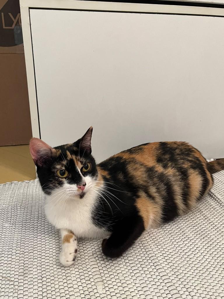 Amy, gata de porte pequeno para adoção em São Paulo - SP — foto 2 de 9