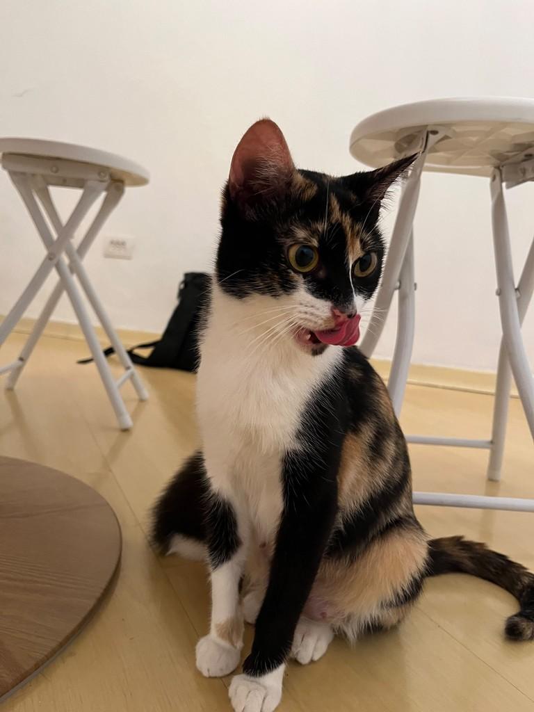 Amy, gata de porte pequeno para adoção em São Paulo - SP — foto 3 de 9