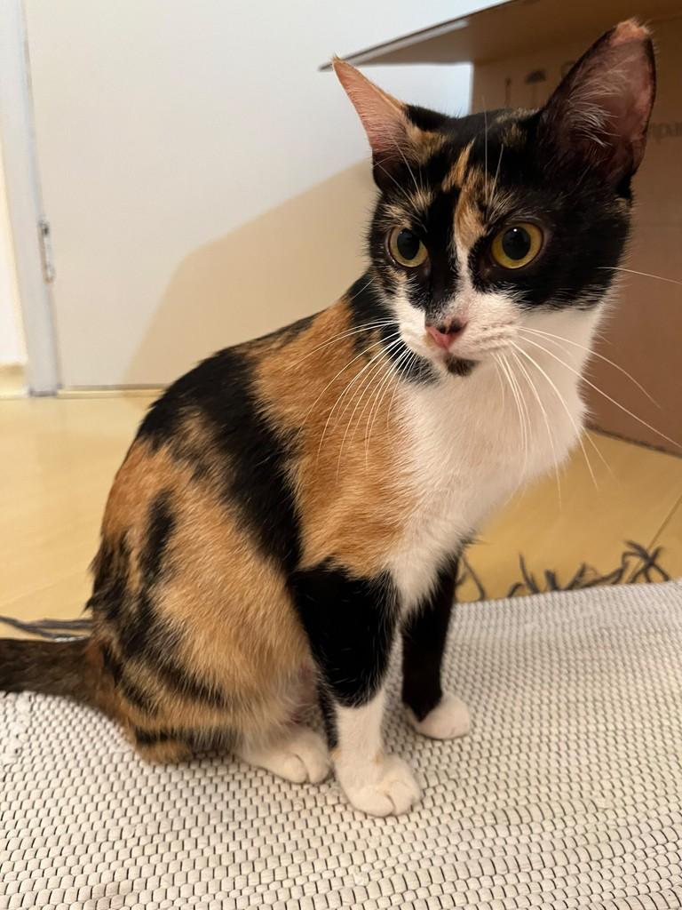 Amy, gata de porte pequeno para adoção em São Paulo - SP — foto 4 de 9