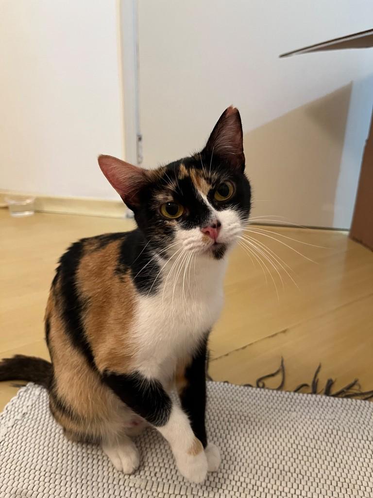 Amy, gata de porte pequeno para adoção em São Paulo - SP — foto 5 de 9