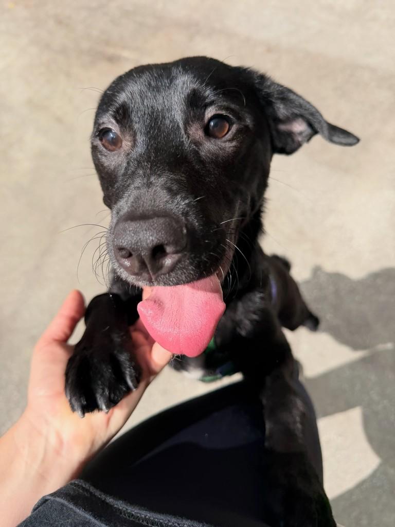 Max, cachorro de porte médio para adoção em São Paulo - SP