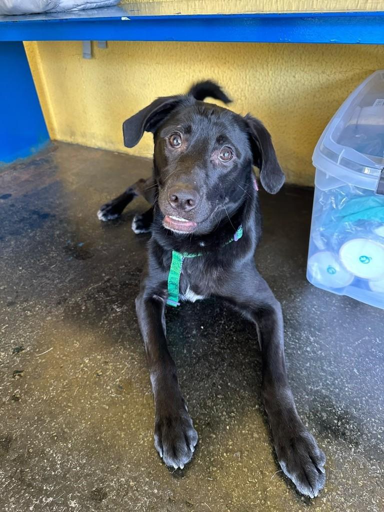 Max, cachorro de porte médio para adoção em São Paulo - SP — foto 2 de 4