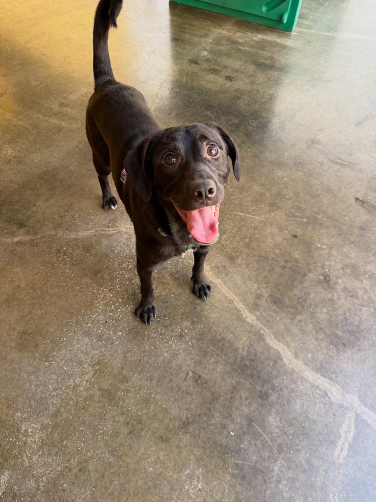 Max, cachorro de porte médio para adoção em São Paulo - SP — foto 3 de 4