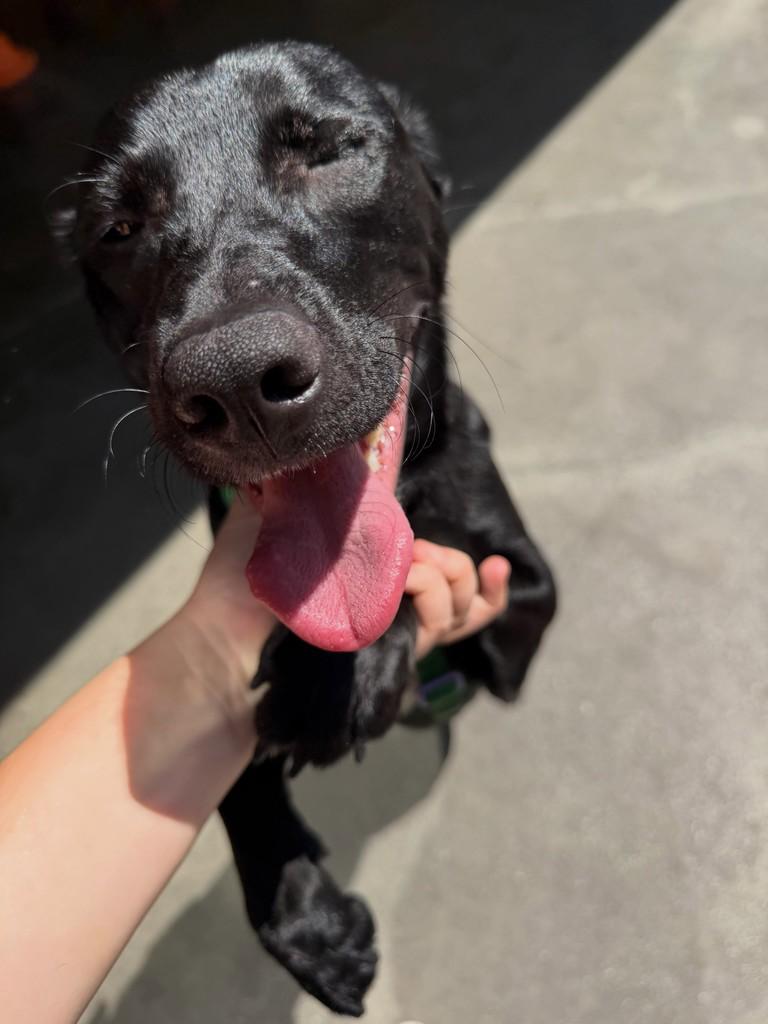 Max, cachorro de porte médio para adoção em São Paulo - SP — foto 4 de 4