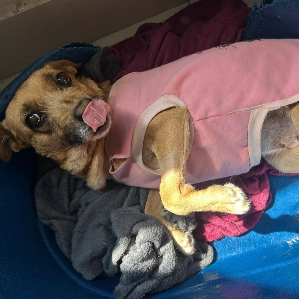Caramela, cadela de porte pequeno para adoção em São Paulo - SP