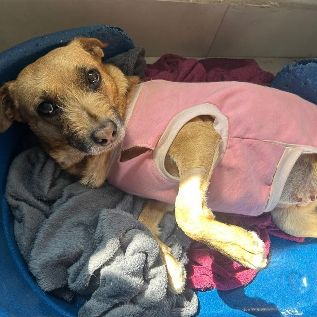Caramela, cadela de porte pequeno para adoção em São Paulo - SP — foto 3 de 6