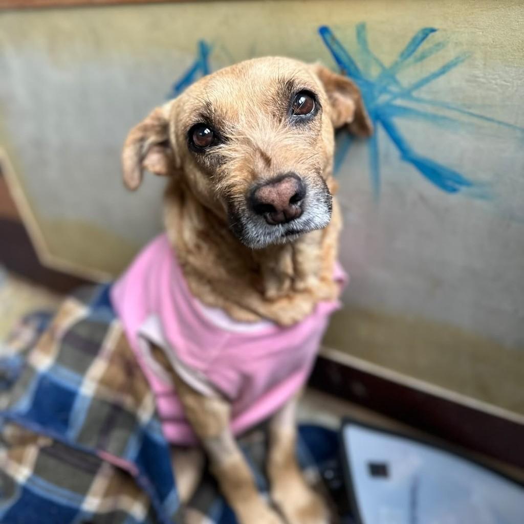 Caramela, cadela de porte pequeno para adoção em São Paulo - SP — foto 4 de 6