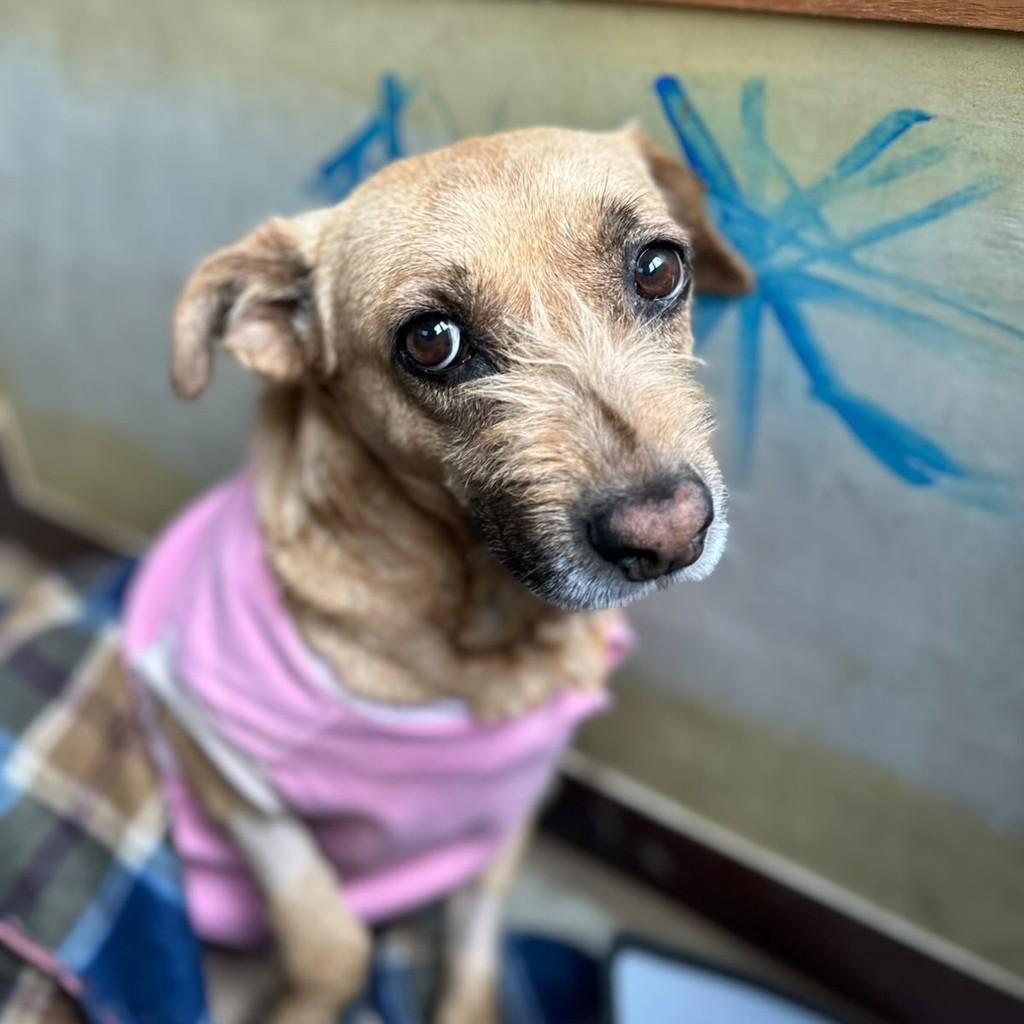 Caramela, cadela de porte pequeno para adoção em São Paulo - SP — foto 5 de 6