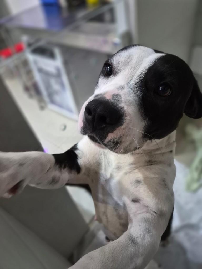 Kiara, cadela de porte grande para adoção em São Paulo - SP — foto 2 de 5