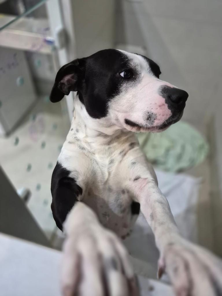 Kiara, cadela de porte grande para adoção em São Paulo - SP — foto 3 de 5