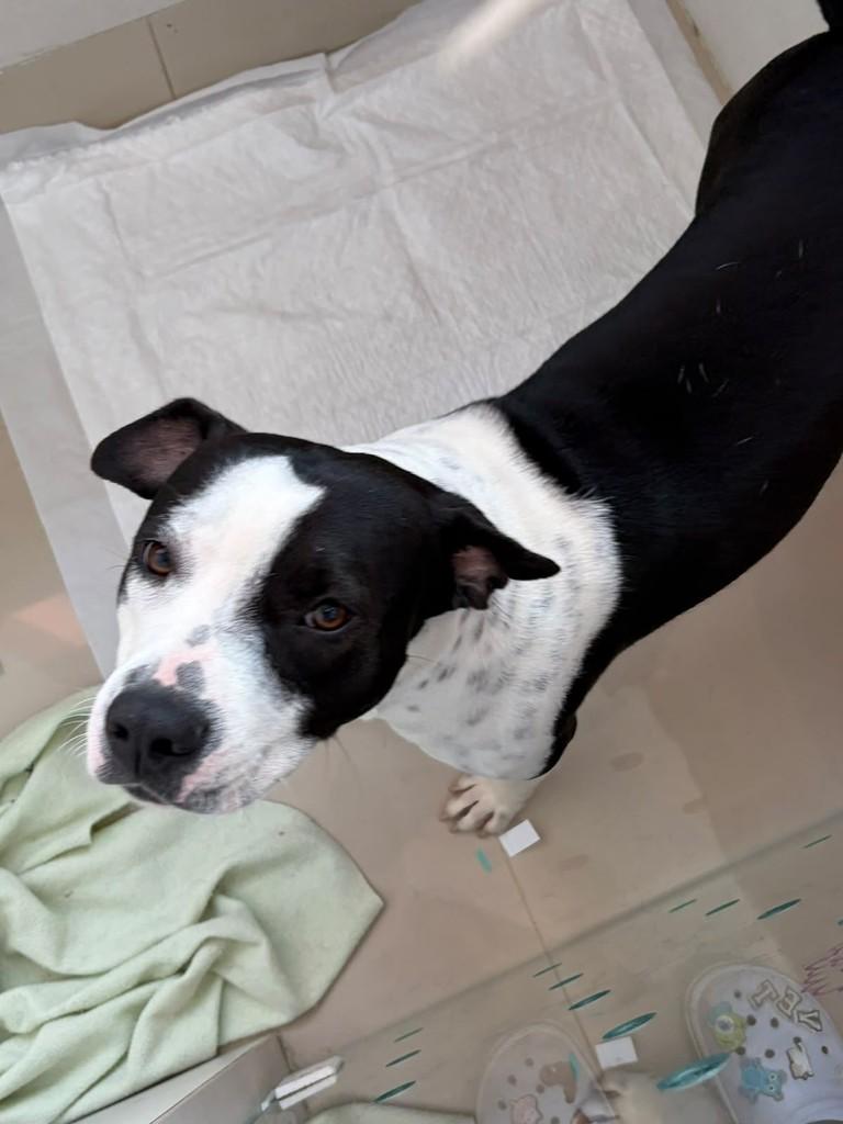 Kiara, cadela de porte grande para adoção em São Paulo - SP — foto 4 de 5