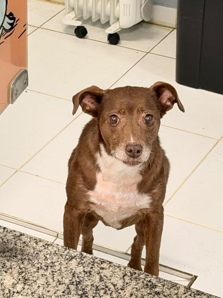 Julia, cadela de porte médio para adoção em São Paulo - SP — foto 2 de 5