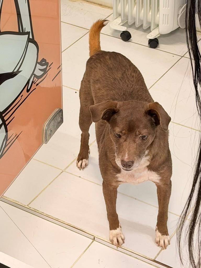 Julia, cadela de porte médio para adoção em São Paulo - SP — foto 3 de 5