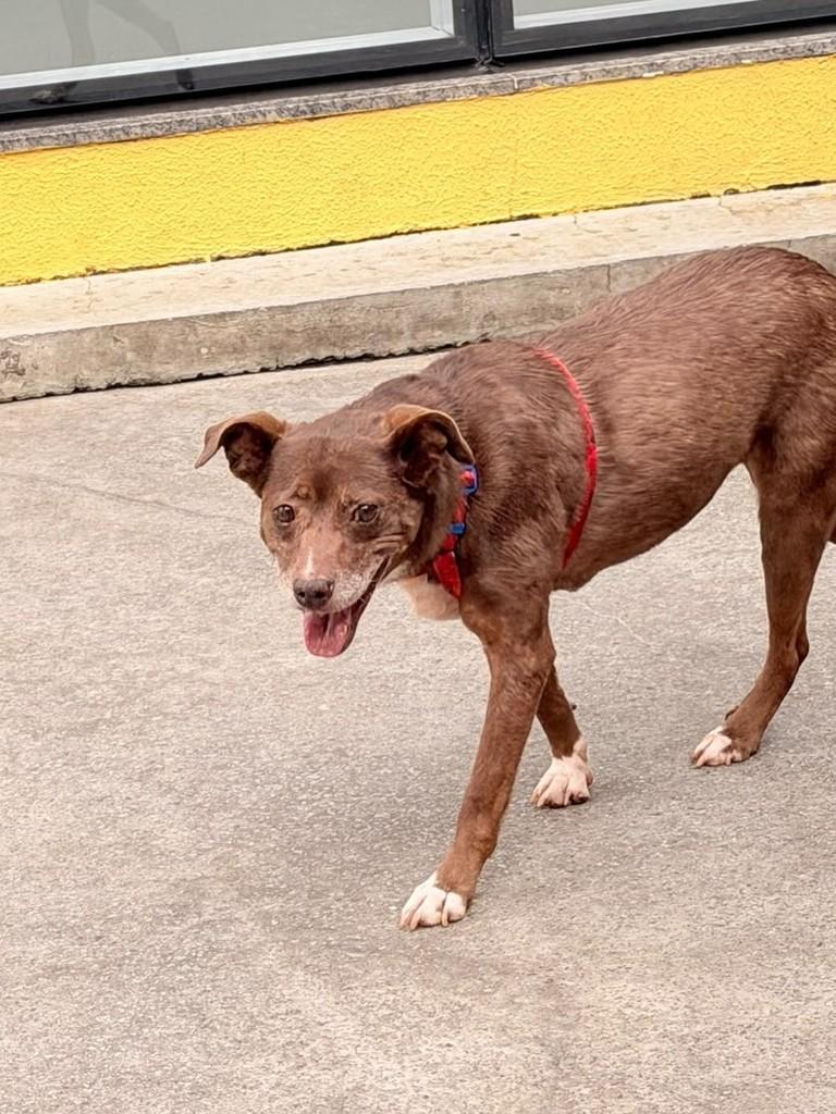 Julia, cadela de porte médio para adoção em São Paulo - SP — foto 4 de 5