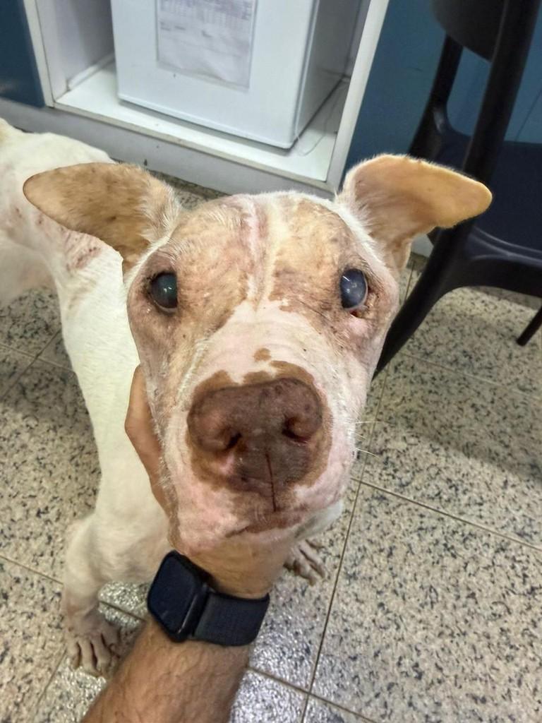 Sara, cadela de porte médio para adoção em São Paulo - SP