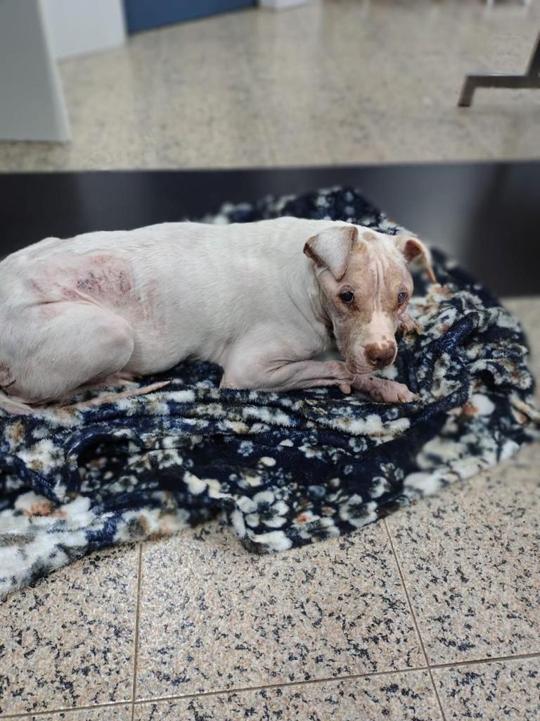 Sara, cadela de porte médio para adoção em São Paulo - SP — foto 2 de 2