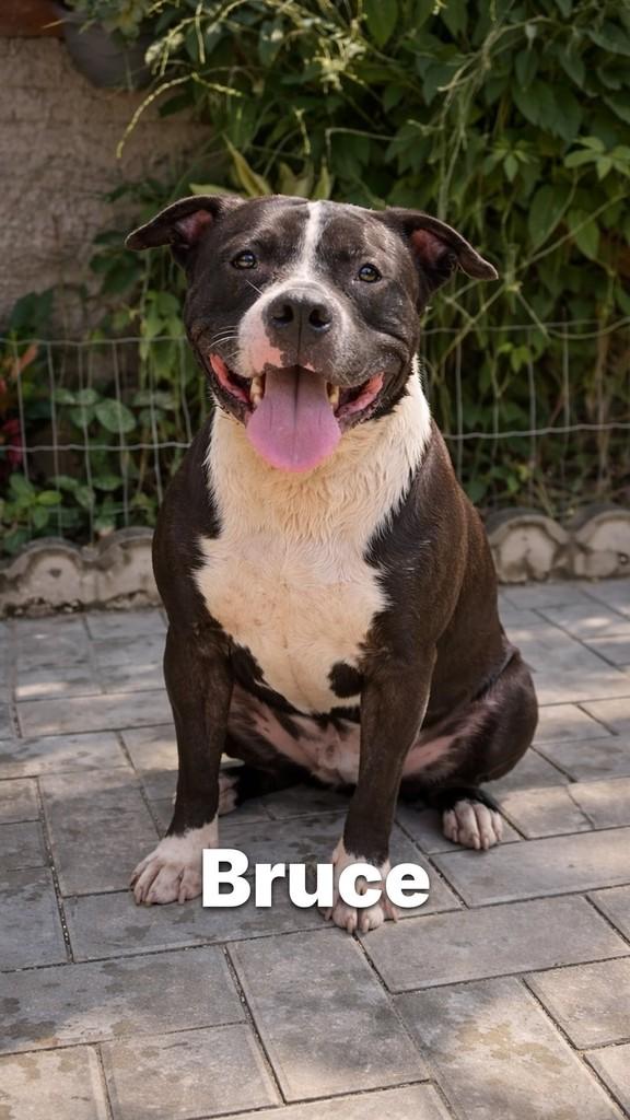 Bruce, cachorro de porte médio para adoção em Criciúma - SC