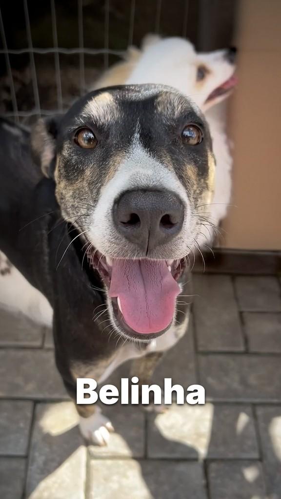 Belinha, cadela de porte médio para adoção em Criciúma - SC
