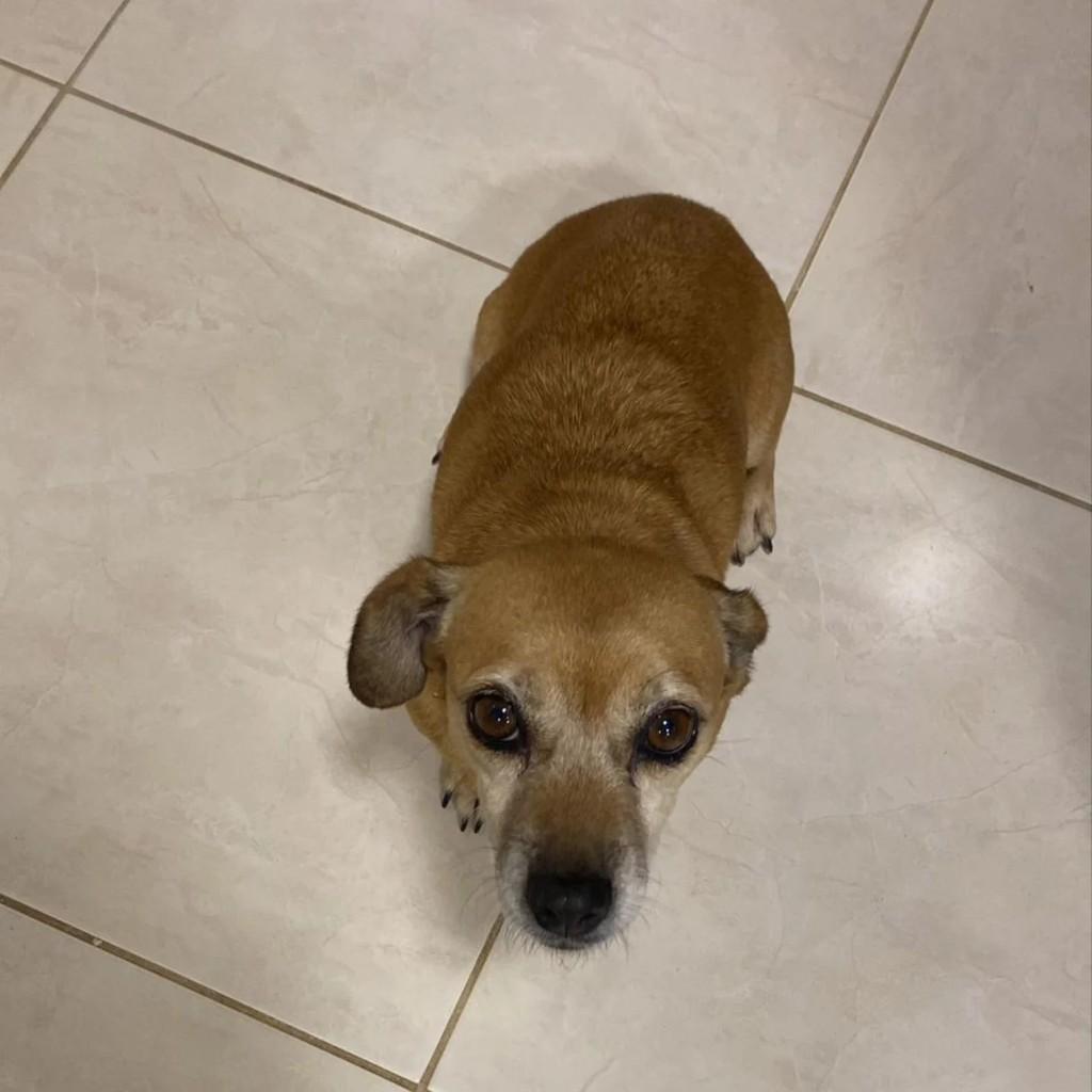 Cachorrinha, cadela de porte pequeno para adoção em Içara - SC