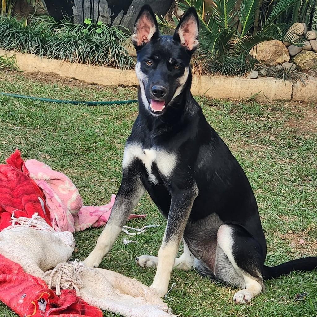 Amora, cadela de porte médio para adoção em Içara - SC