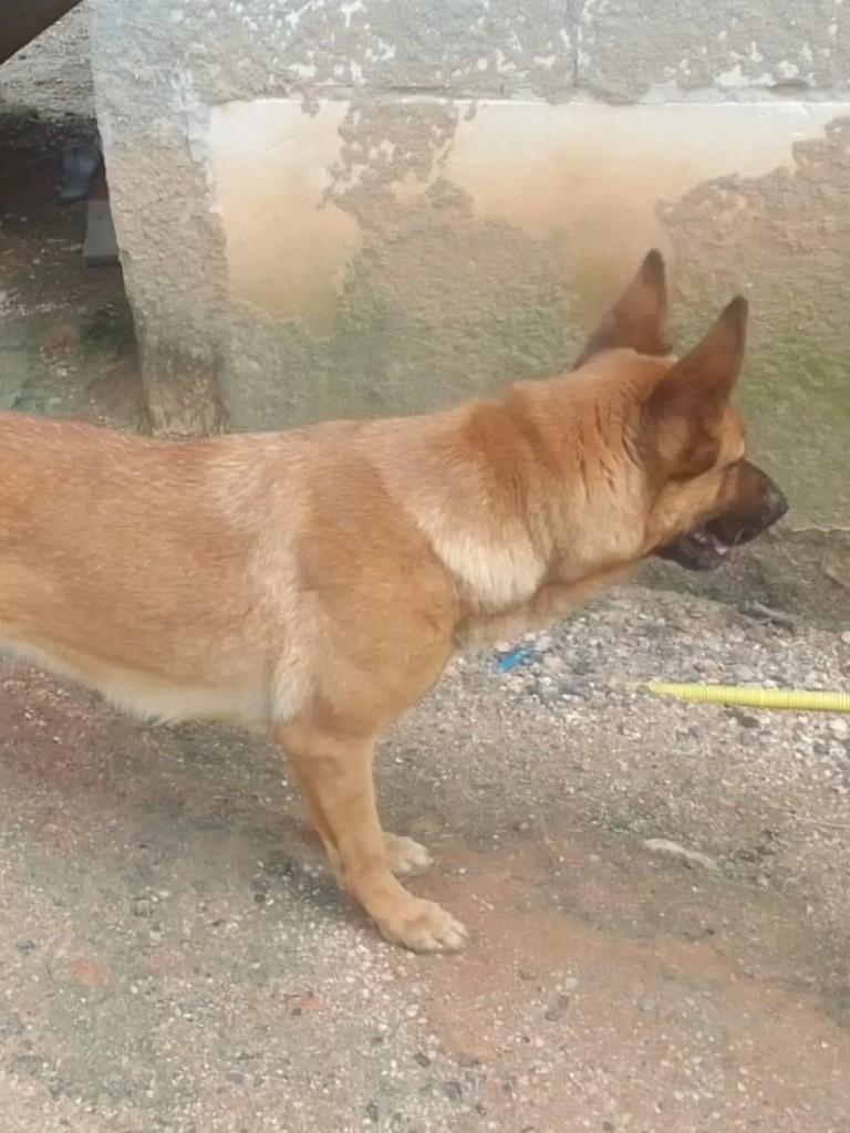 Nina, cadela de porte médio para adoção em Içara - SC