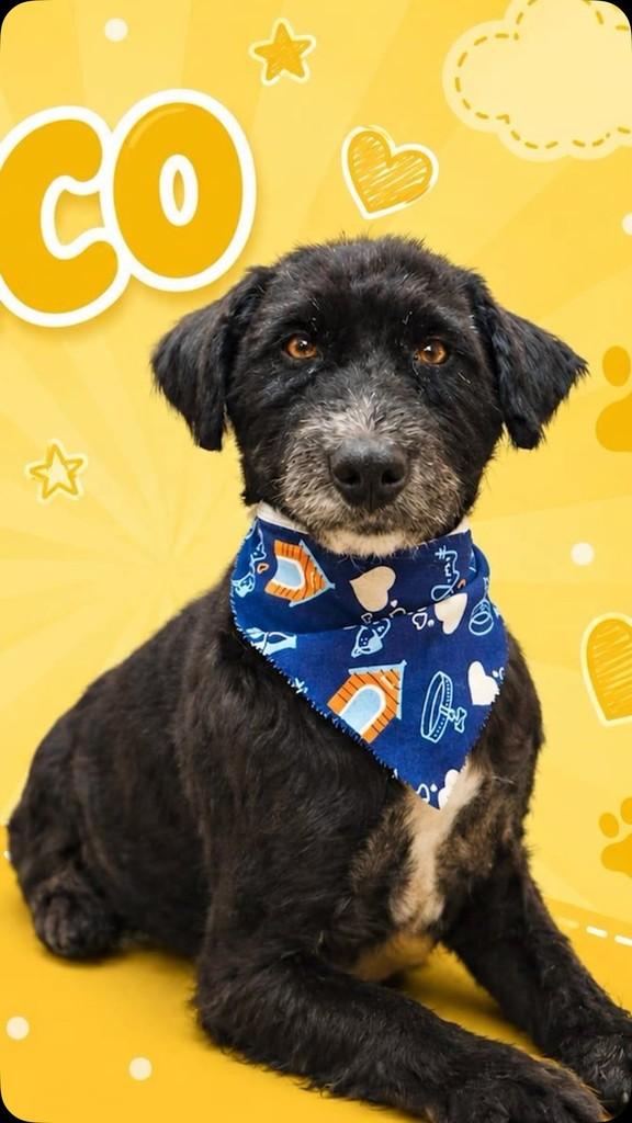 Chico, cachorro de porte pequeno para adoção em Juiz de Fora - MG