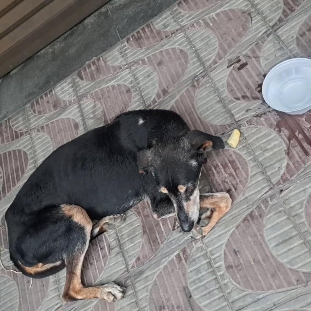 Américo, cachorro de porte médio para adoção em Juiz de Fora - MG