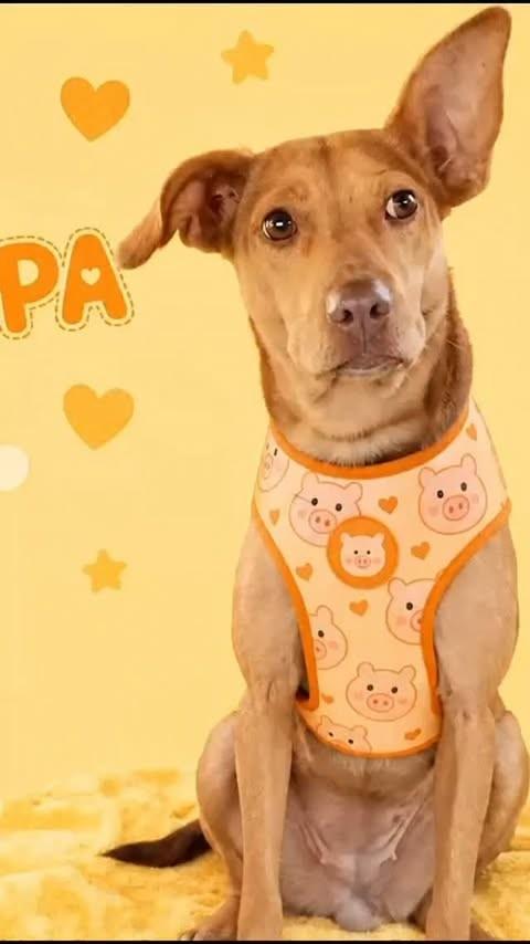 Peppa, cadela de porte pequeno para adoção em Juiz de Fora - MG