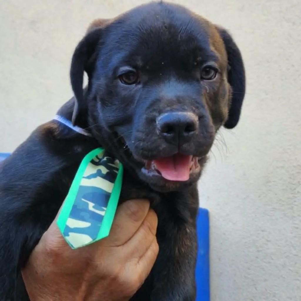 Bolt, cachorro de porte pequeno para adoção em Rio de Janeiro - RJ