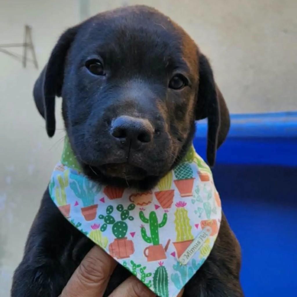 Bolt, cachorro de porte pequeno para adoção em Rio de Janeiro - RJ — foto 2 de 3