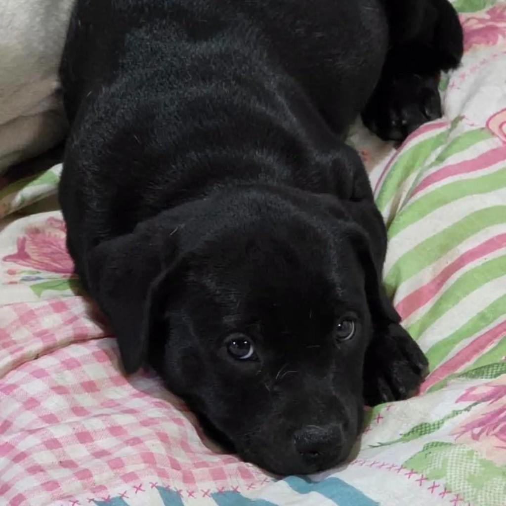 Bolt, cachorro de porte pequeno para adoção em Rio de Janeiro - RJ — foto 3 de 3